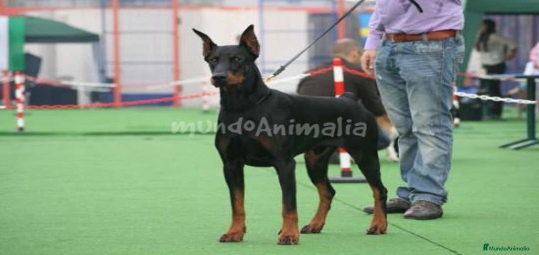 Imagen de galería {{count}}