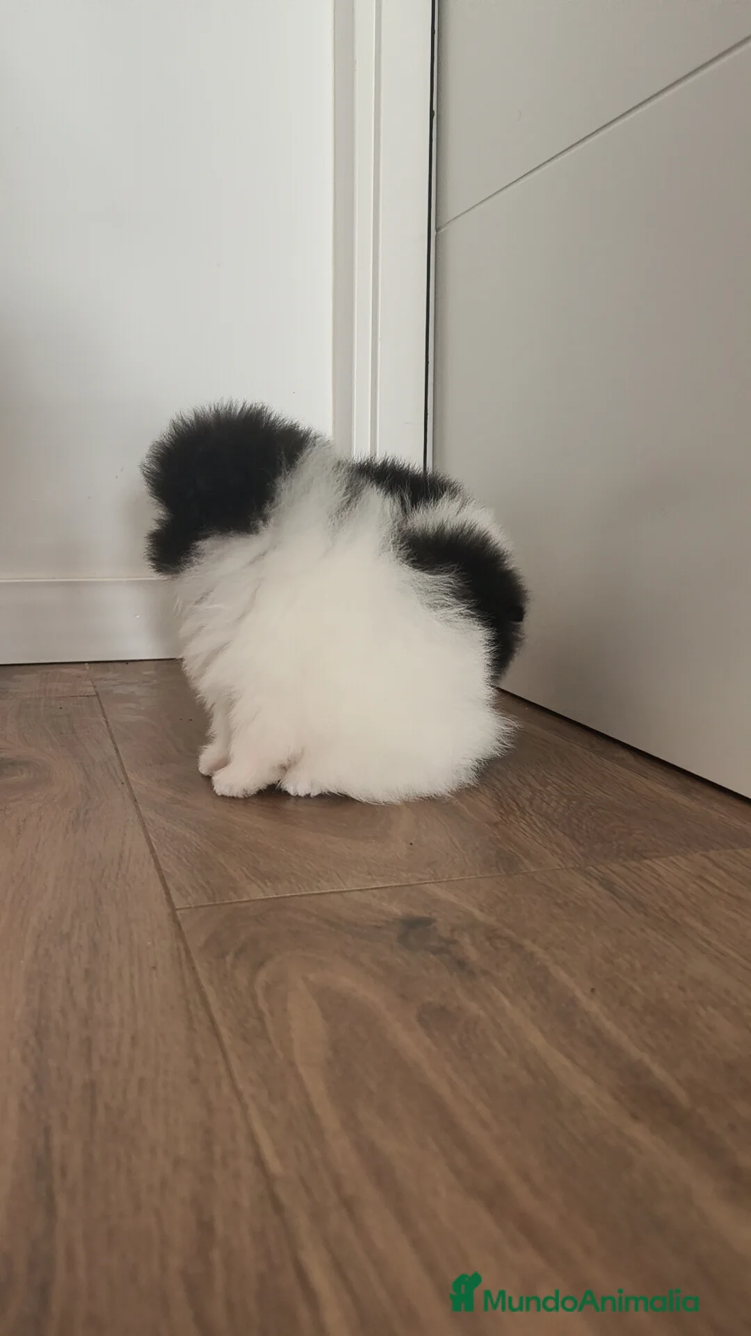 Pomerania perros en venta: Pomerania TOY Party ♀️♂️ - Anuncio 14