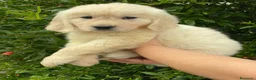 Golden Retriever perros en venta: Cachorros golden retriever  - Anuncio 1