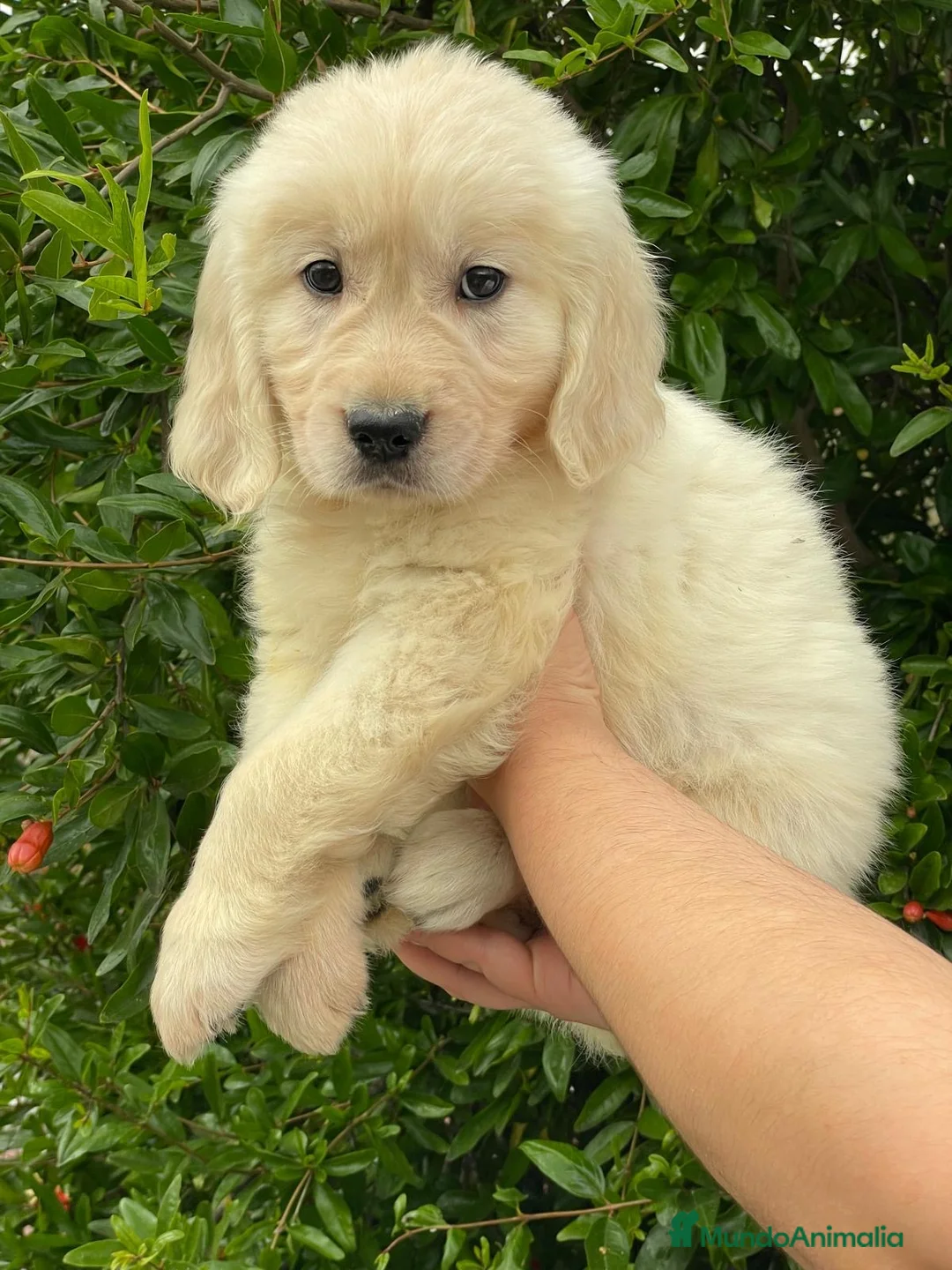 Golden Retriever perros en venta: Cachorros golden retriever  - Anuncio 1