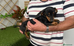 Teckel Miniatura perros en venta: TECKEL MINIATURA - Imagen 2