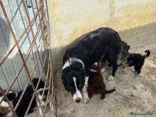 Border Collie perros Border collie - Anuncio 2