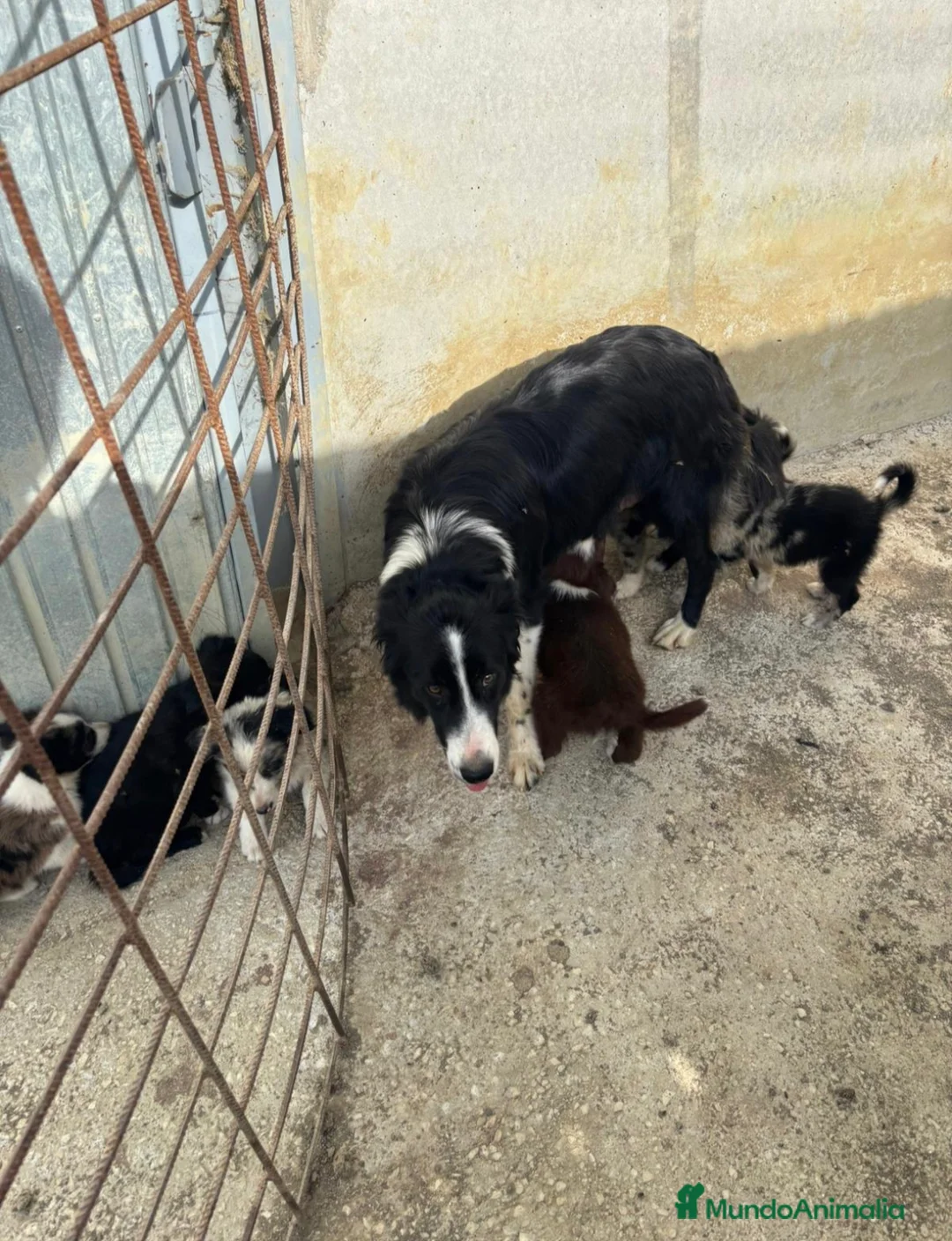 Border Collie perros en venta: Border collie  - Anuncio 1