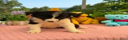 Border Collie perros en venta: Excelente camada de border collie - Anuncio 2