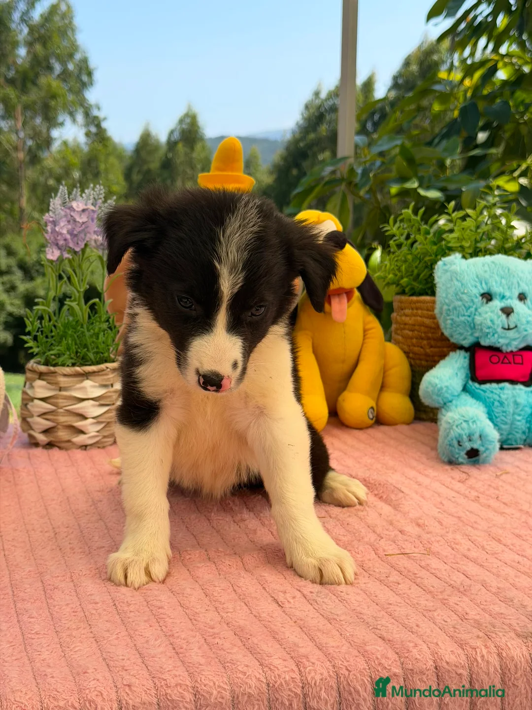 Border Collie perros en venta: Excelente camada de border collie - Anuncio 2