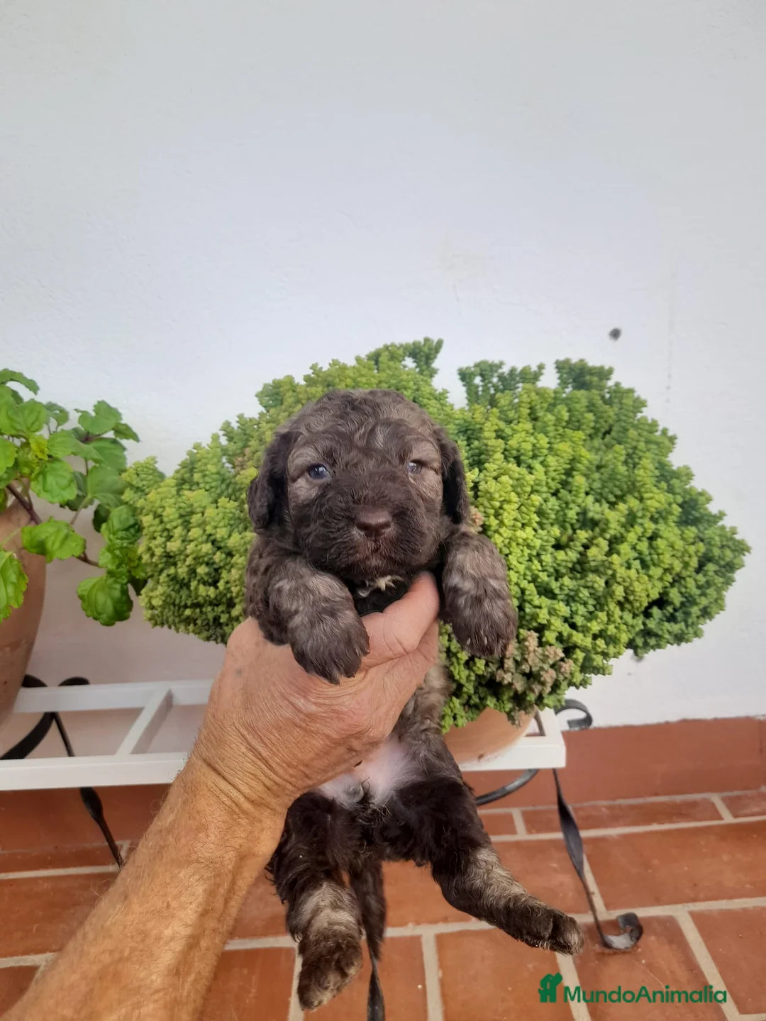 Perro de Agua Español perros en venta: Perro de agua  - Anuncio 2
