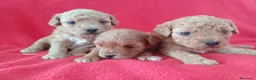 Caniche Enano perros en venta: Caniche Enano  - Anuncio 1