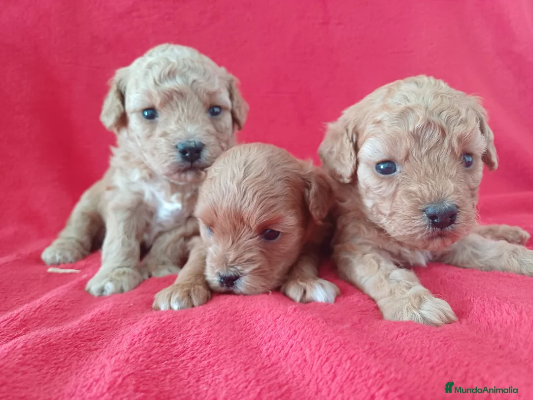 Caniche Enano perros en venta: Caniche Enano  - Anuncio 1