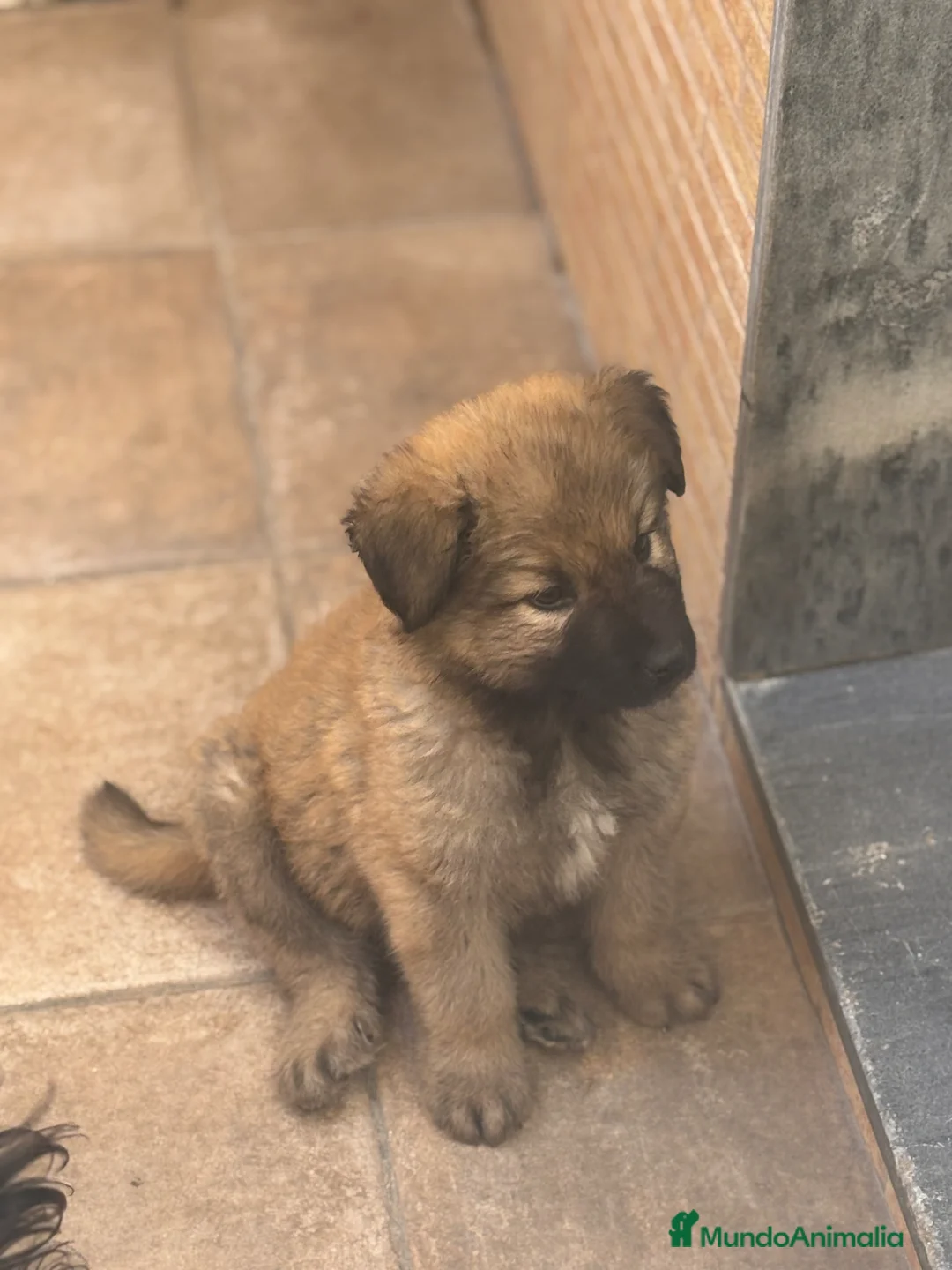 Pastor del Cáucaso perros en venta: Pastor del caucaso macho 🐾🐶 en Murcia - Anuncio 2