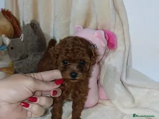 Caniche Toy perros Caniche toy - Anuncio 2