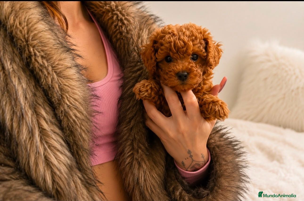 Caniche Toy perros CANICHE ASIATICO - Anuncio 1