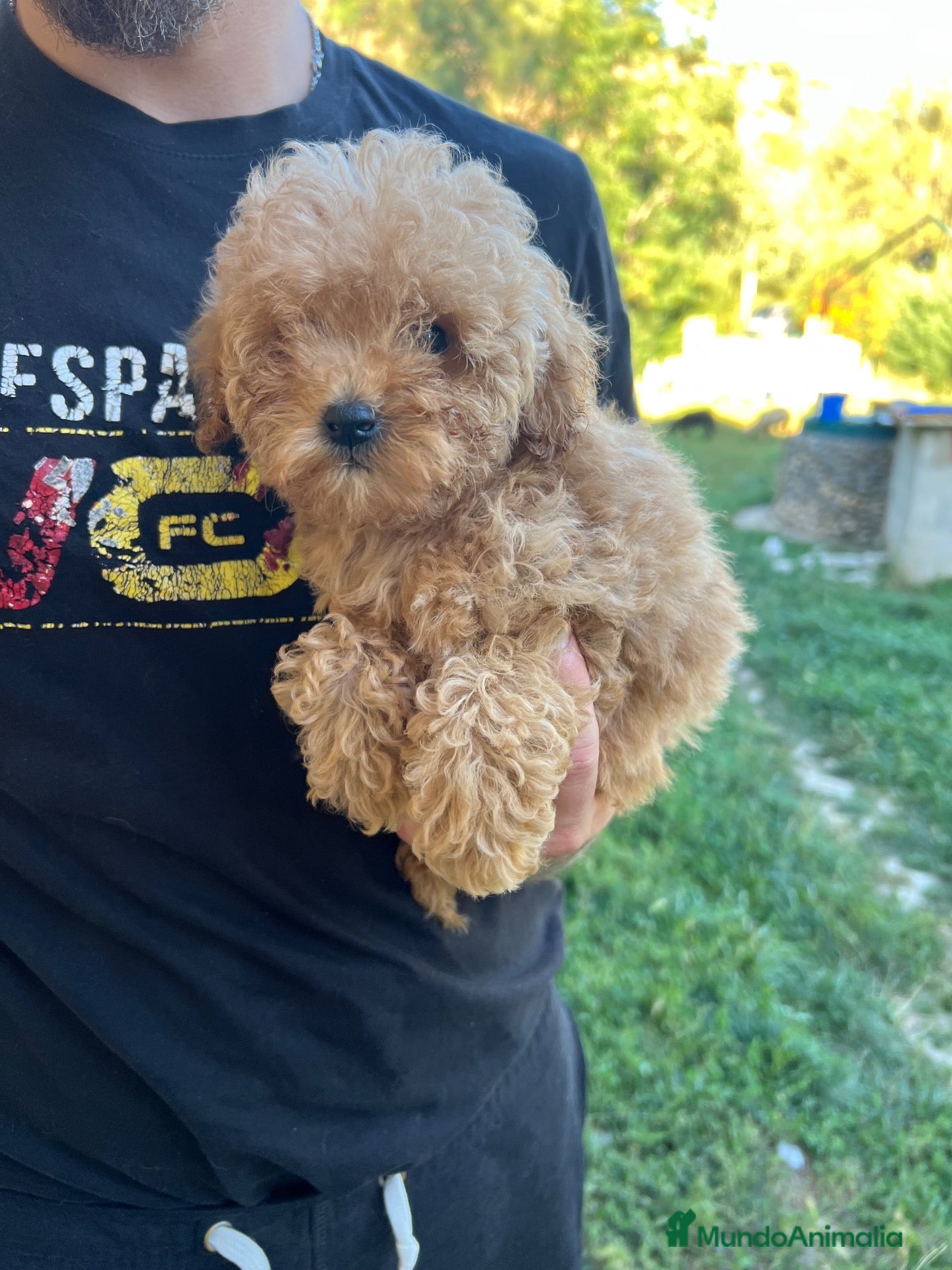 Caniche Toy perros Caniche apricot y caniche negro disponibles  - Anuncio 1