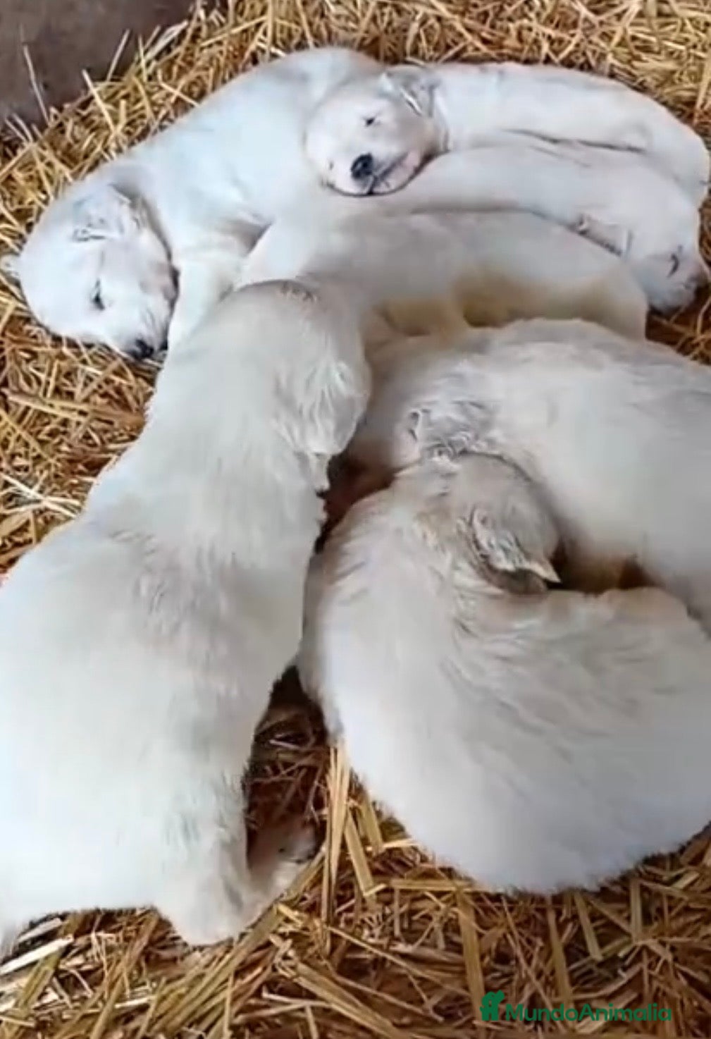 Golden Retriever perros Camada golden retriever  - Anuncio 2