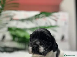 Cocker Spaniel Inglés perros COCKER SPANIEL INGLES - Anuncio 2