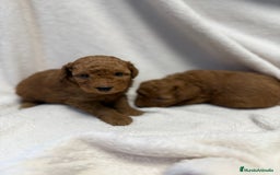 Caniche Toy perros en venta: Monísima Caniche Roja - Imagen 2