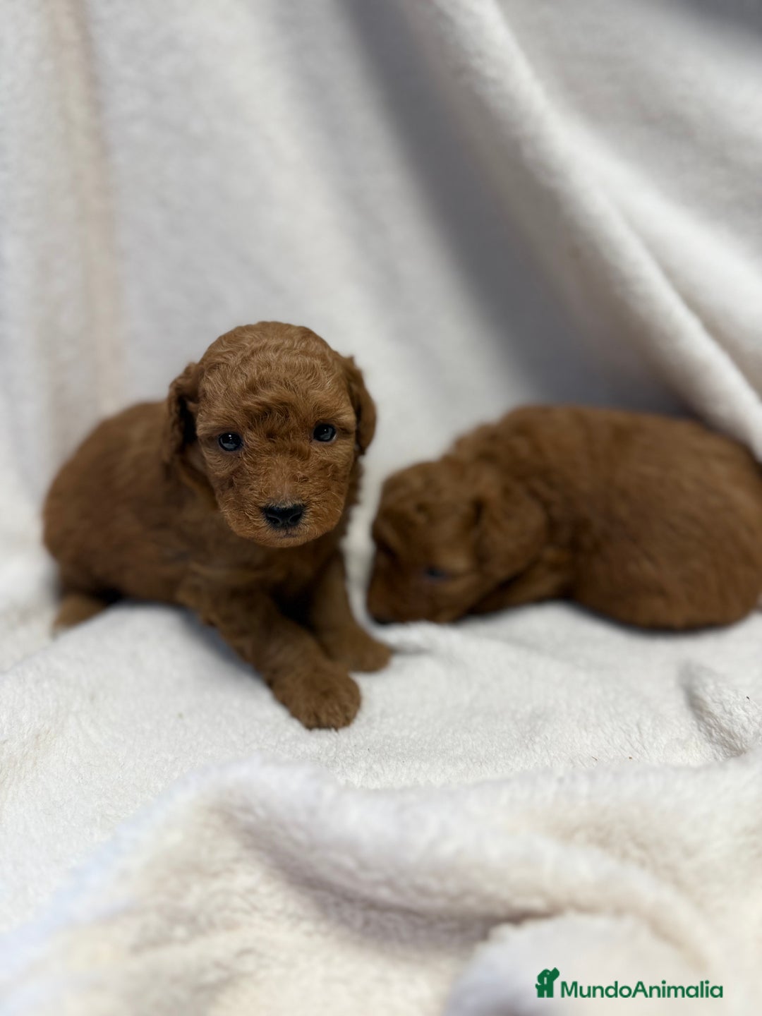 Caniche Toy perros en venta: Monísima Caniche Roja - Imagen 2