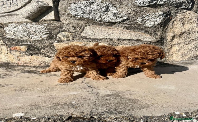 Caniche Toy perros - Propaganda 1
