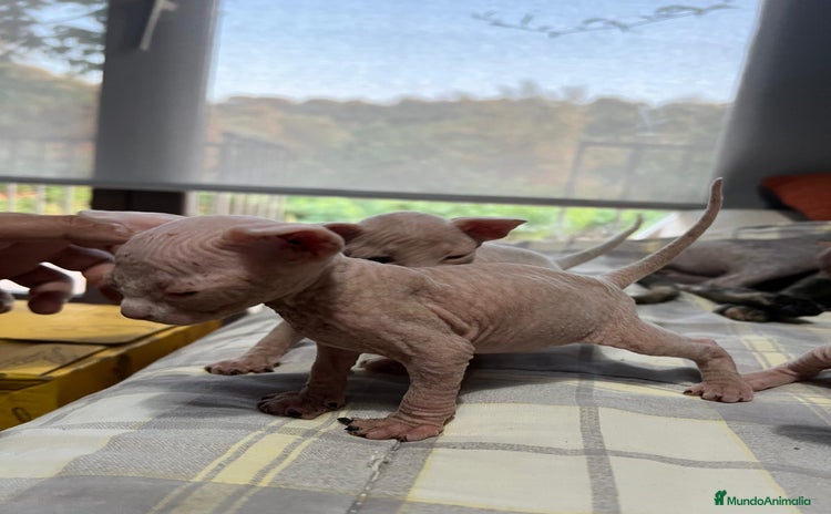 Sphynx gatos - Propaganda 3
