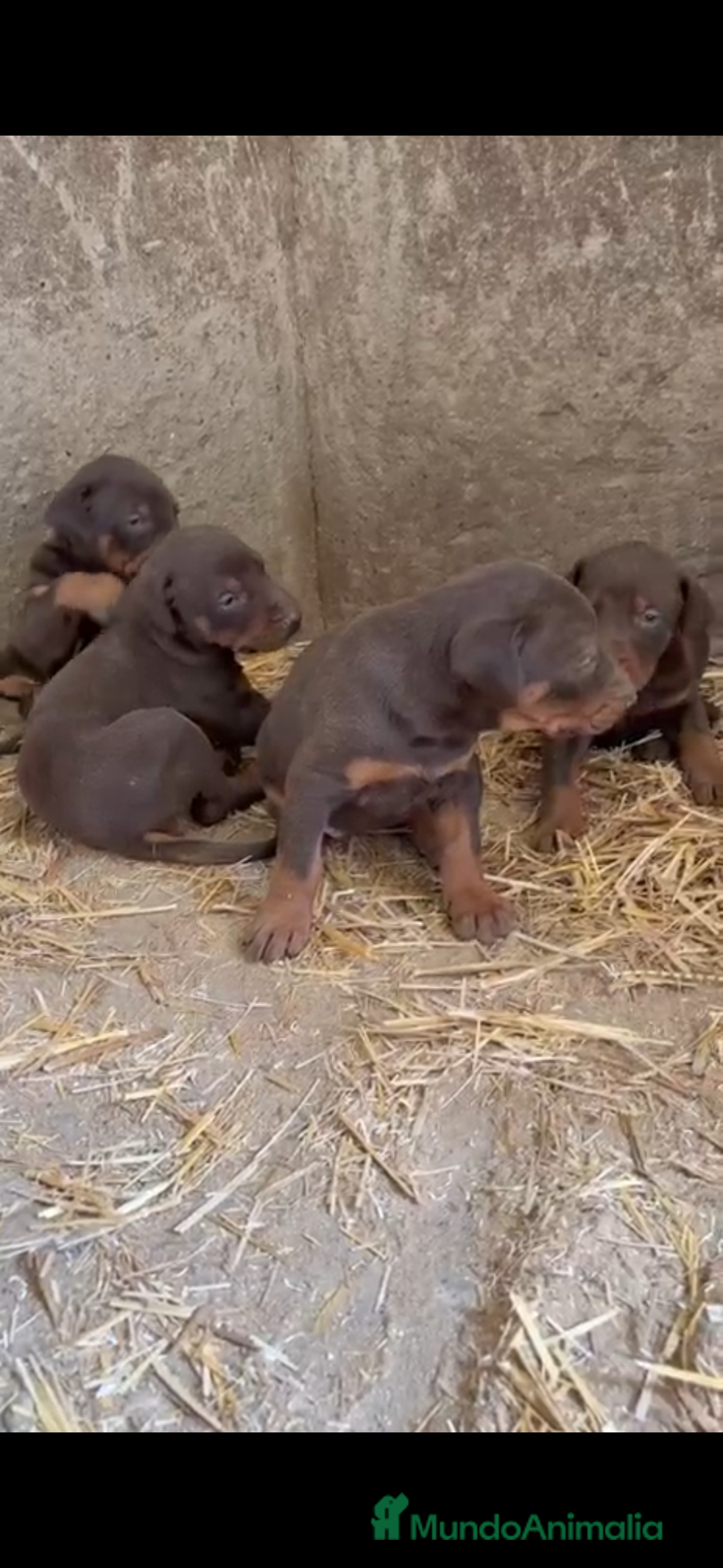 Dobermann perros Doberman chocolate disponible  en Málaga - Anuncio 1