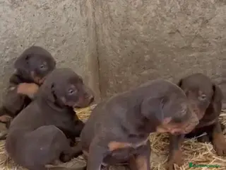 Dobermann perros Doberman chocolate disponible en Málaga - Anuncio 1