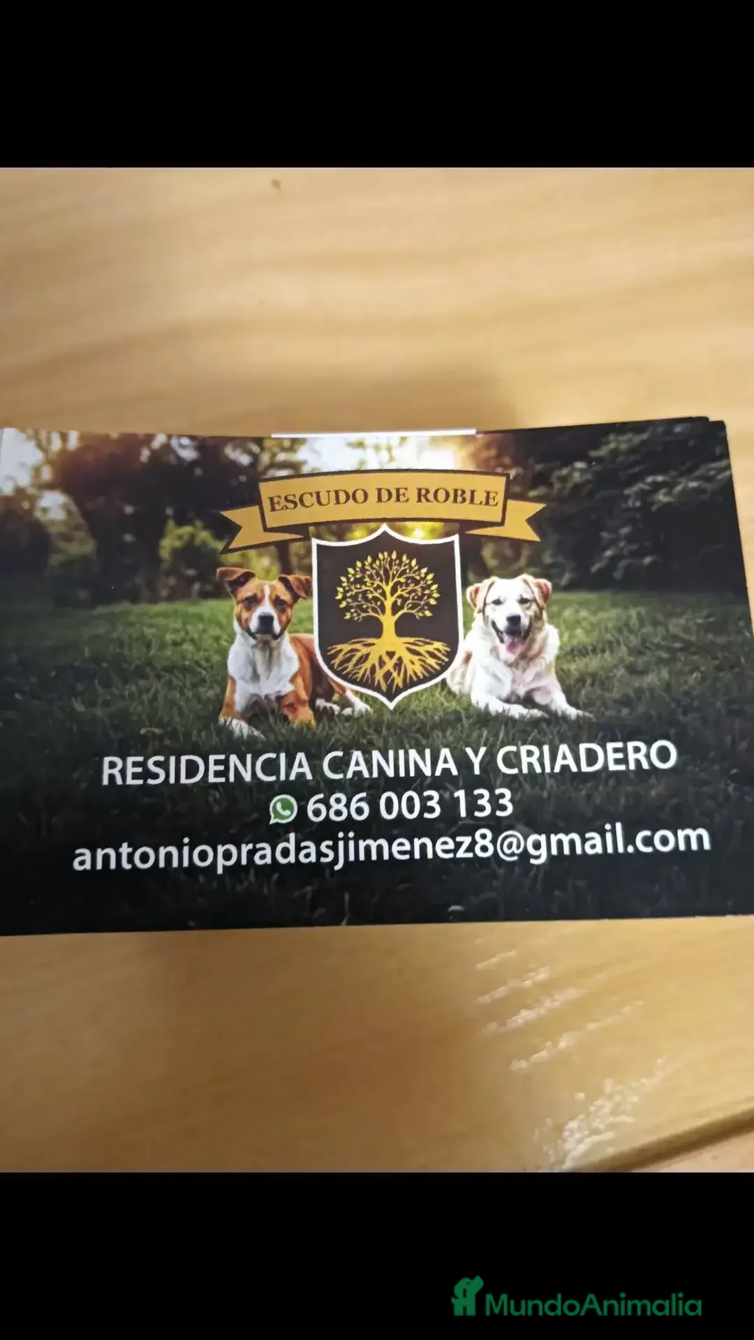 American Bully perros América bully micro exótico  - Anuncio 7