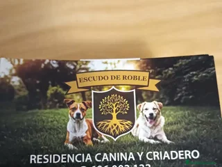 American Bully perros América bully micro exótico - Anuncio 7