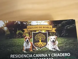 American Bully perros América bully micro exótico - Anuncio 8