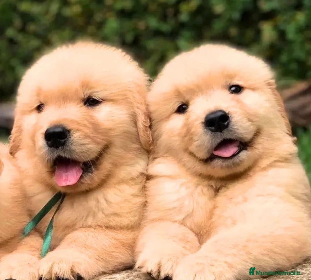 Golden Retriever perros en venta: Golden retriever en Badajoz - Imagen 2