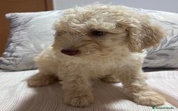 Perro de Agua Español perros en venta: Camada de perro de agua disponible  - Imagen 4