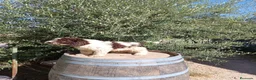 Perro de Agua Español perros en venta: Perro de agua  - Anuncio 3