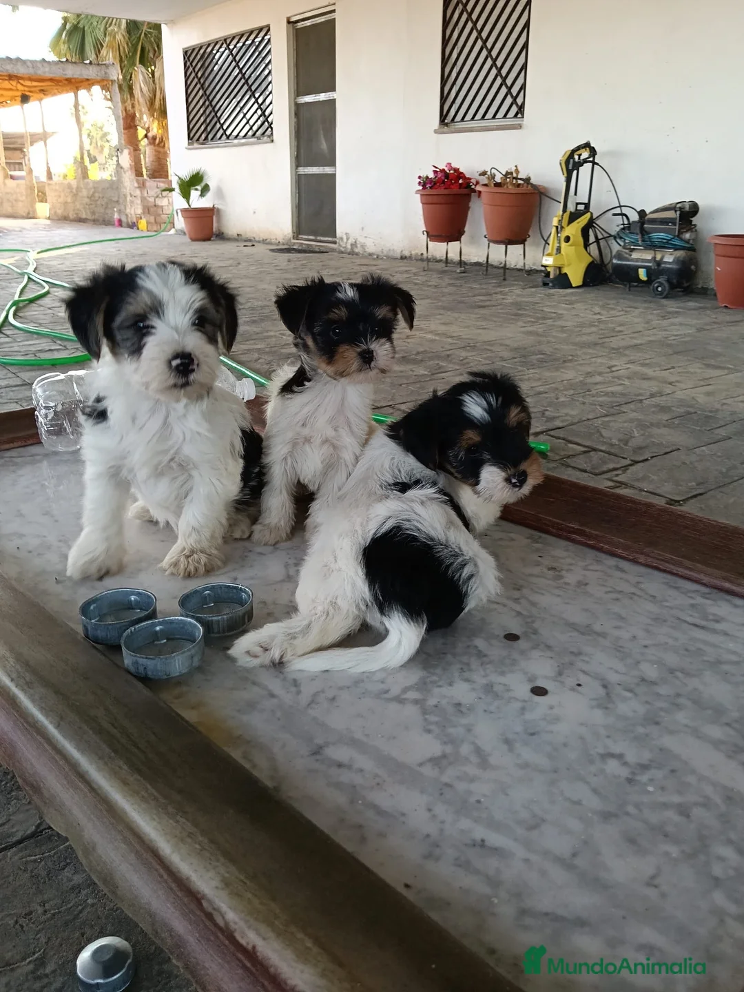 Yorkshire Terrier perros en venta: CACHORROS YORKSHIRE BIEWER TOY - Anuncio 2