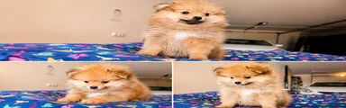 Pomerania Cachorro 3