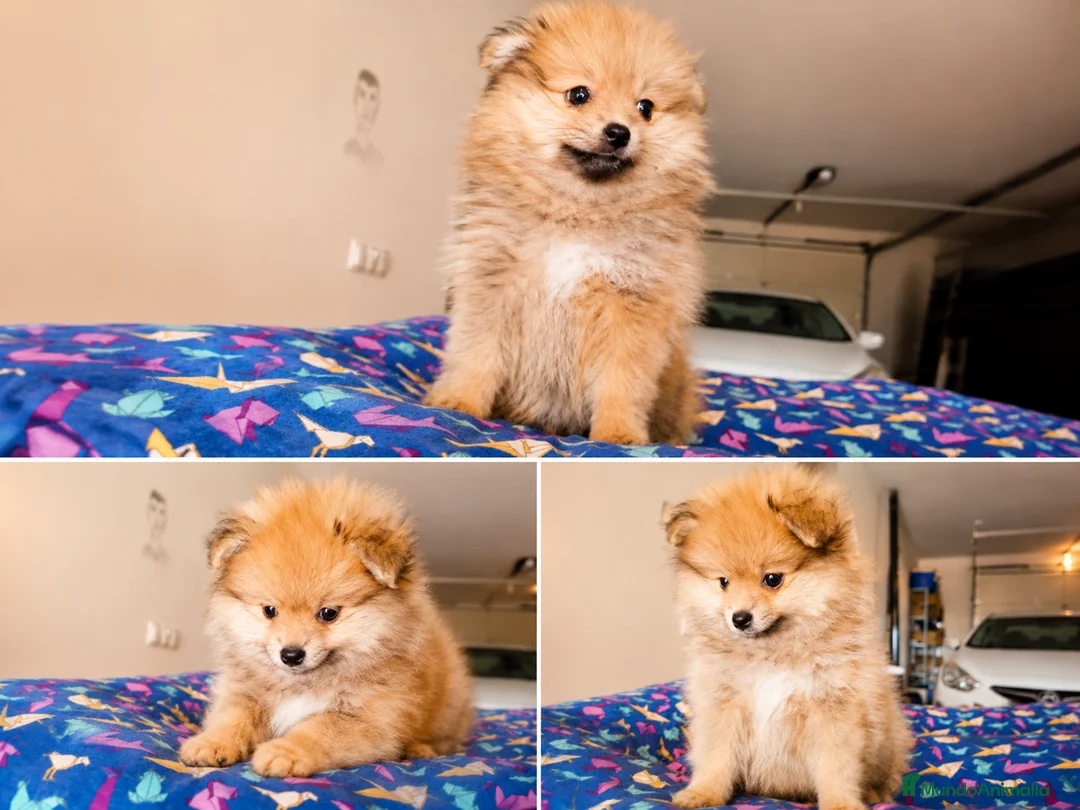 Pomerania perros en venta: Pomerania hembra  - Anuncio 2