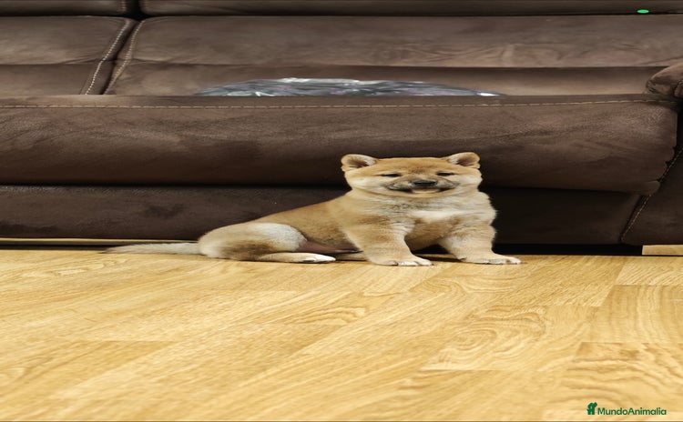 Shiba Inu perros - Propaganda 1
