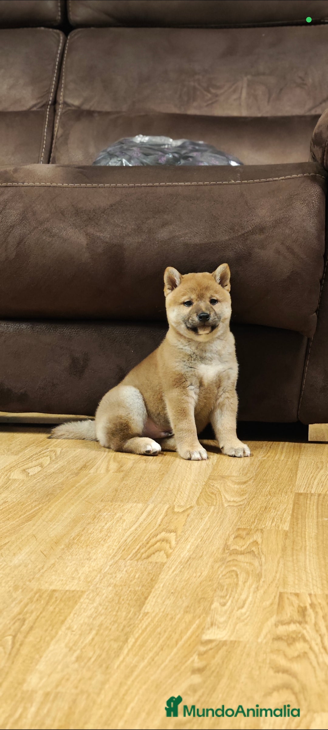 Shiba Inu perros en venta: Shiba inu  - Imagen 1