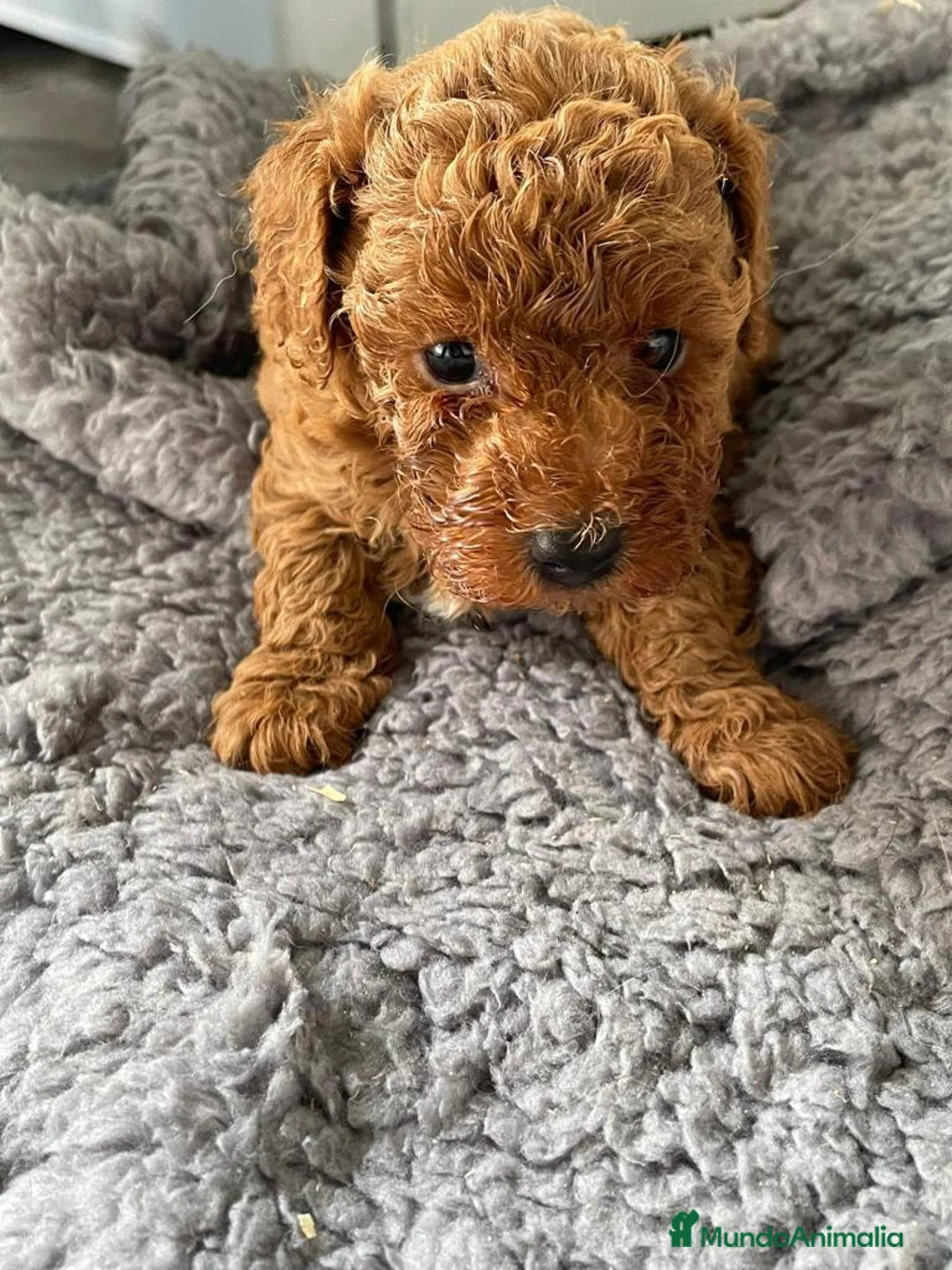 Caniche Toy perros en venta: Caniche toy rojo macho - Anuncio 3