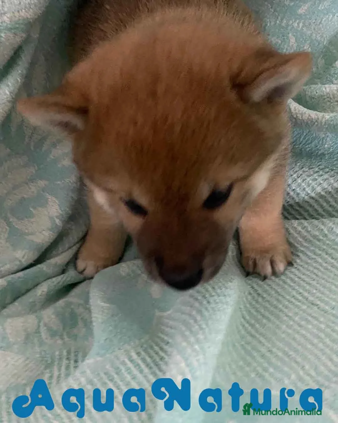 Shiba Inu perros en venta: Shiba Inu Hembra de Melani y Silvio AQUANATURA - Anuncio 4