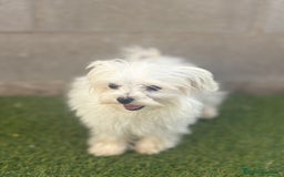 Bichón Maltés perros en venta: Bichon maltés toy - Imagen 14