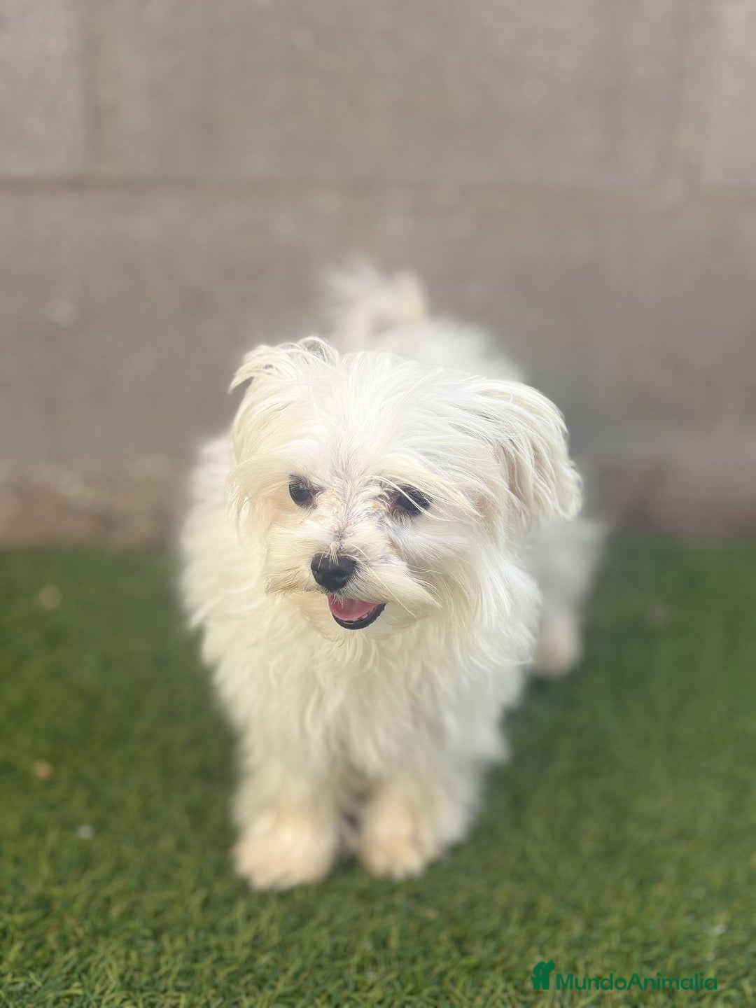 Bichón Maltés perros en venta: Bichon maltés toy - Imagen 14