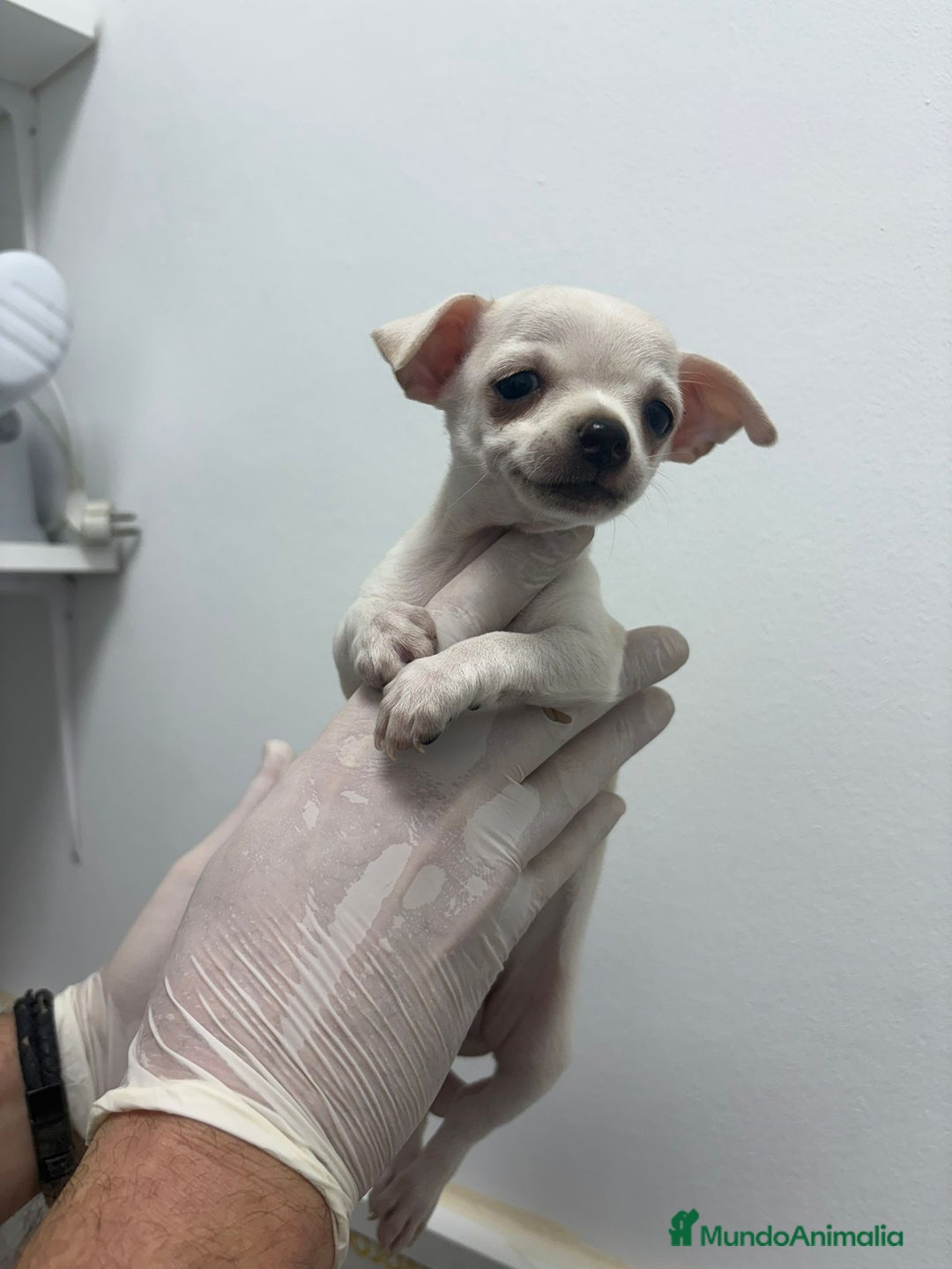 Chihuahua perros en venta: 🌟 Chihuahua Hembra Blanca en Venta — 9 Semanas 🌟 - Anuncio 3