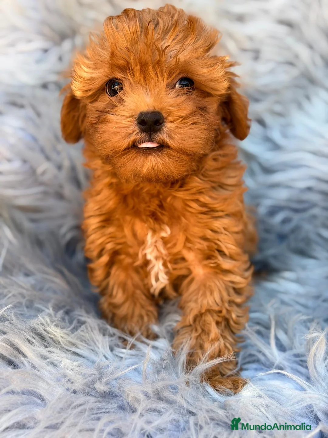 Maltipoo perros en venta: MALTIPOO ROJO - Anuncio 2