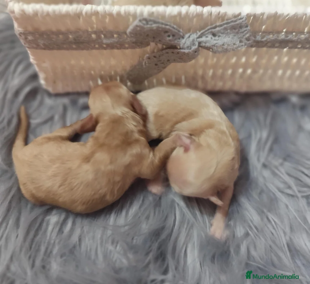 Maltipoo perros en venta: Maltipoo  - Anuncio 2