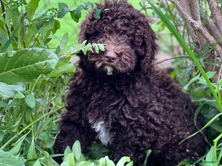 Perro de Agua Español perros Perro de agua chocolate en Barcelona - Anuncio 10