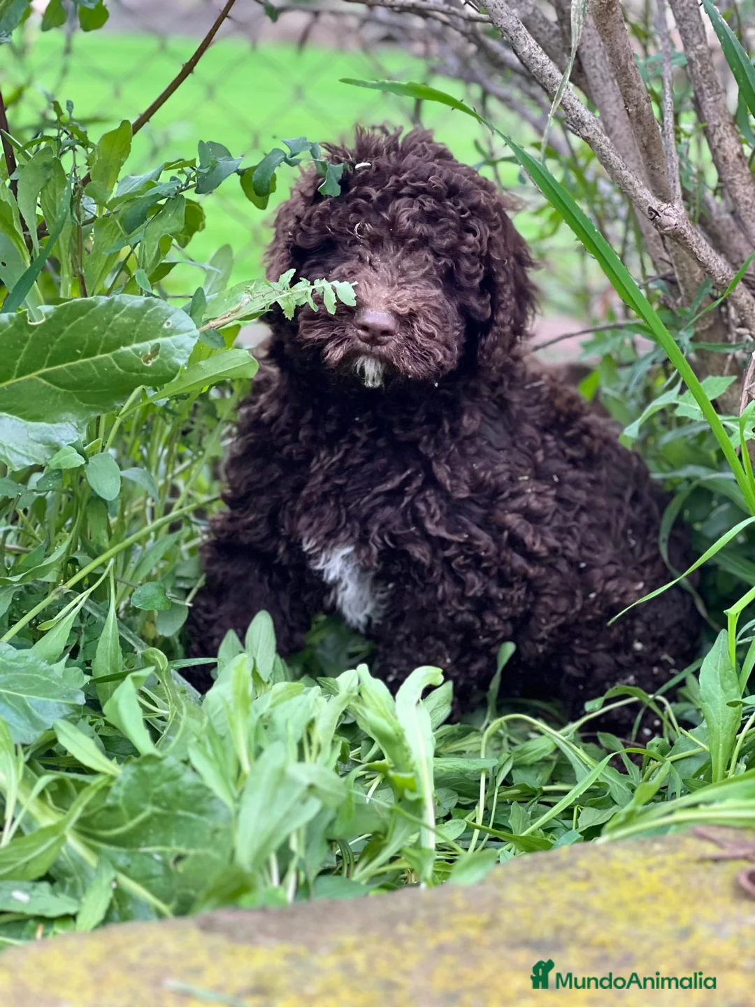 Perro de Agua Español perros en venta: Perro de agua chocolate  en Barcelona - Anuncio 1