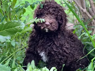 Perro de Agua Español perros Perro de agua chocolate en Barcelona - Anuncio 17