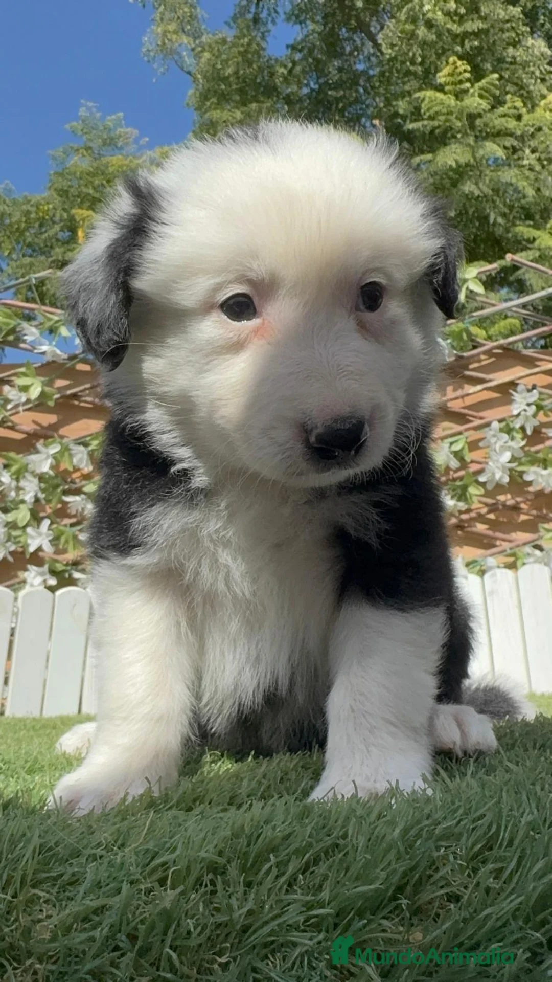 Border Collie perros en venta: BORDER COLLIE - HEMBRA - Anuncio 20