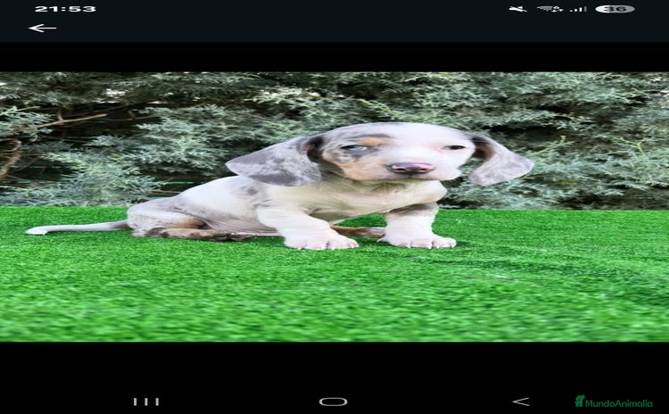 Teckel Miniatura perros - Anuncio 17