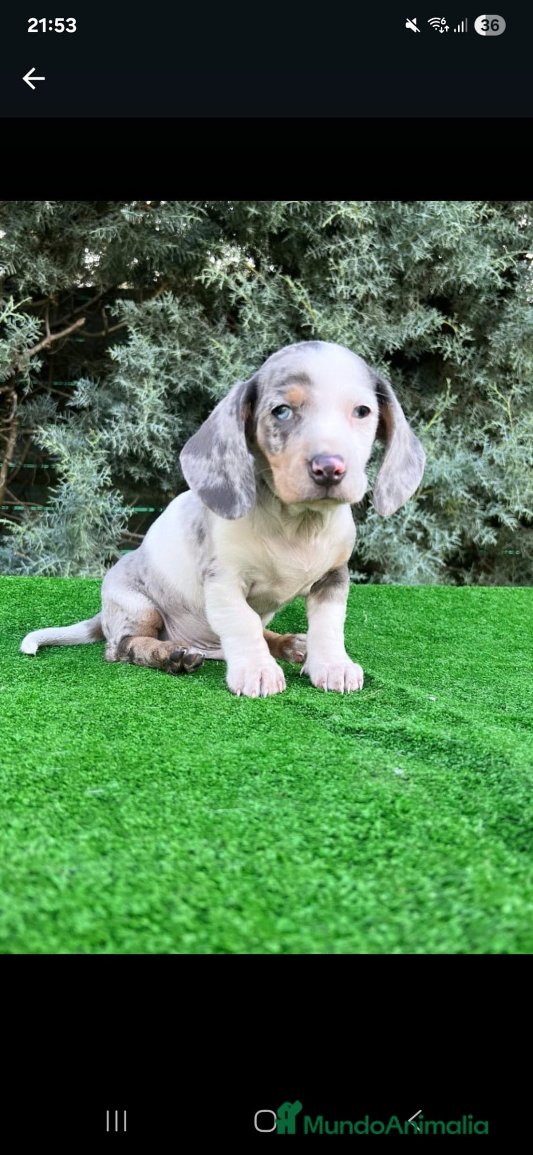 Teckel Miniatura perros en venta: Teckel miniatira - Imagen 1