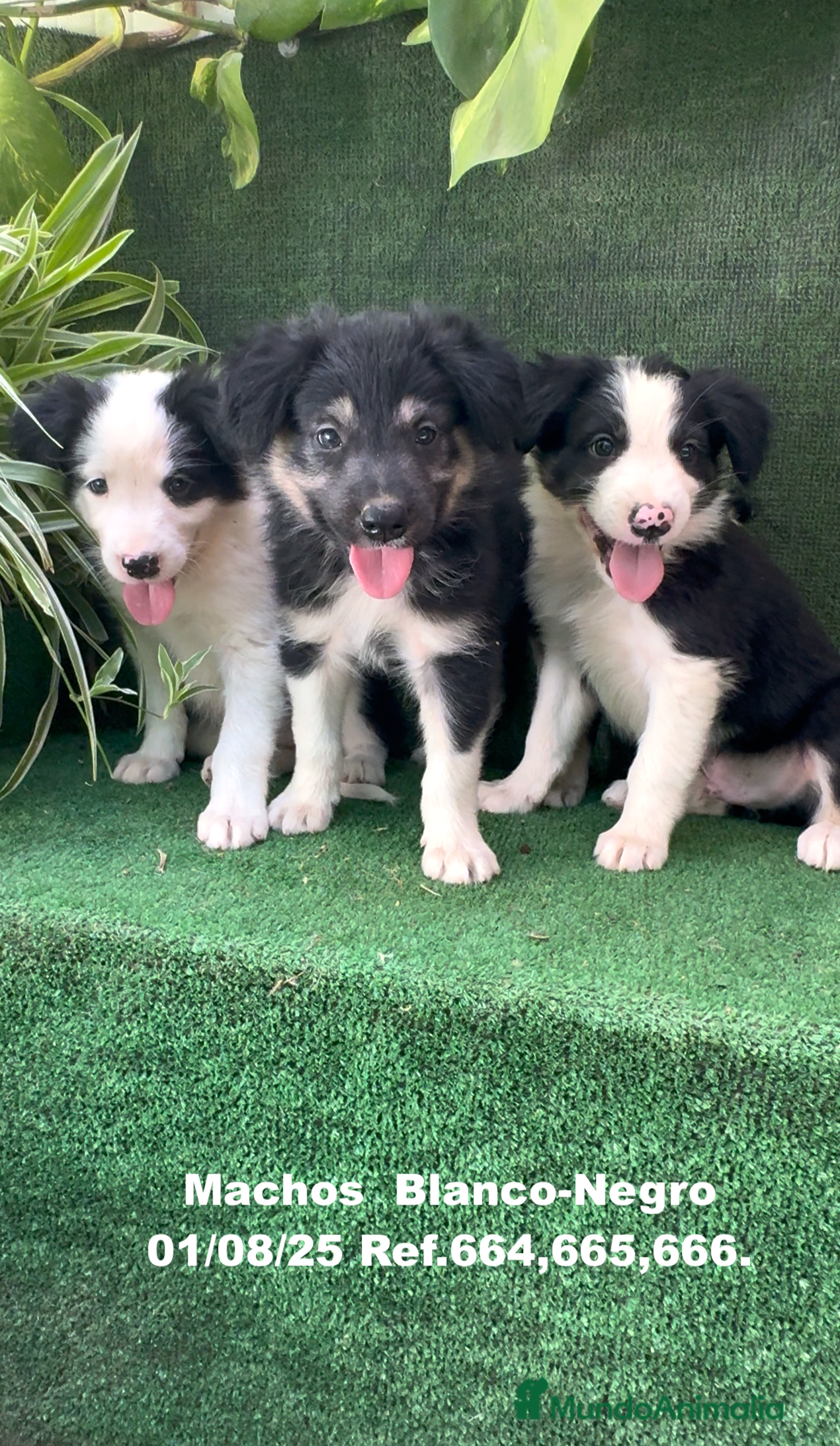 Border Collie perros Border Collie De Villa Biznaga - Anuncio 16