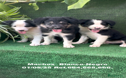 Border Collie perros en venta: Border Collie De Villa Biznaga - Imagen 1